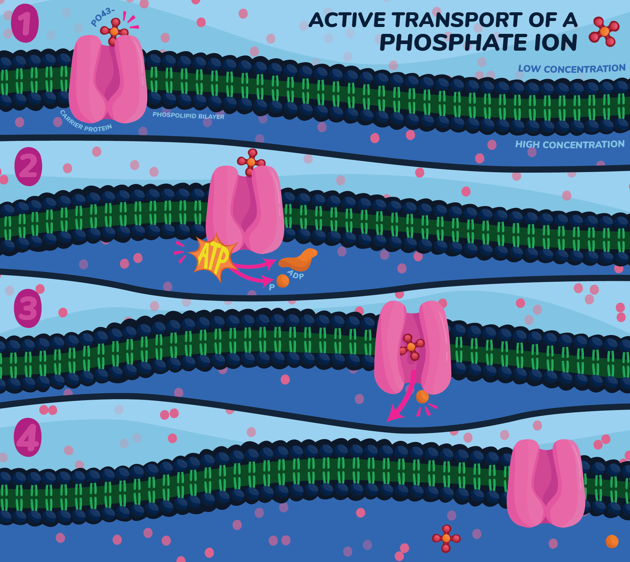 Electrolyte Absorption